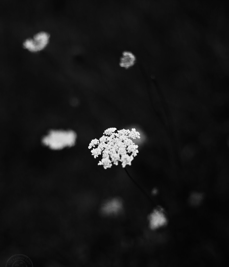 Blacks and Whites: Lace Flower